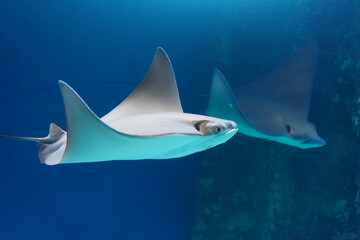 Pair stingrays of male and female swim underwater in the warm tropical seas of the Atlantic Ocean.