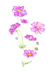 Soft pink purple flowers, isolated on white hand painted watercolor illustration