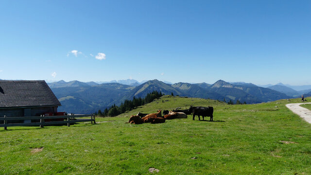 Schafbergalm oberhalb vom Wolfgangsee an der Schafbergspitze, Salzkammergut, &Ouml;sterreich