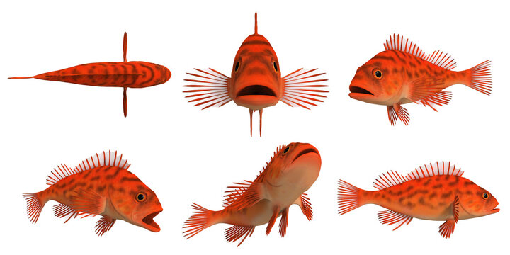 3d render of a pacific rock fish -vermilion rockfish_sebastes miniatus 