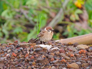 sparrows on the rocks