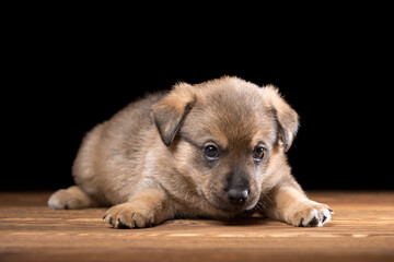 Cute puppy on a wooden table. Studio photo on a black background. Horizontally framed shot.