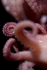 Pickled octopus on a black background.