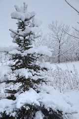 Spruce snow covered and winter garden blurred background