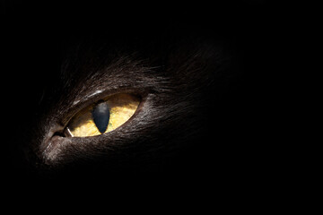 Black cat's narrowed eye, black background.