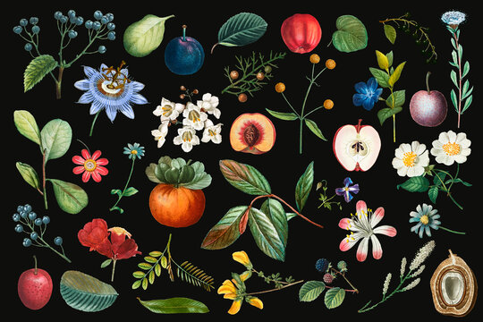 Fototapeta Fruit and flower vintage set hand drawn illustration