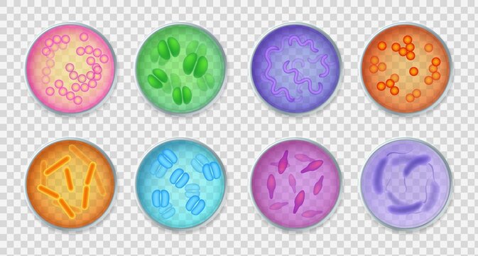 Bacteria gram. Realistic top view petri dishes with different microorganisms, bacillus and germs, microbiology and bacteriology laboratory tests, vector on transparent background set