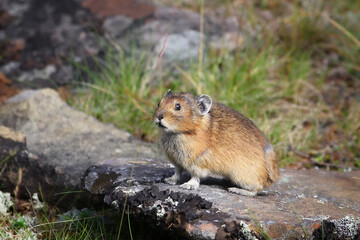 northern pika (Ochotona hyperborea)