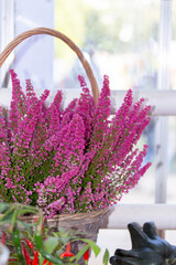 Blossom erica heather in a basket, autumn card with pink heather flowers