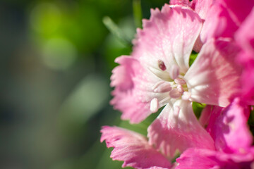 Obraz premium The beautiful lily flower was taken with macro photography technique as a close-up. Sweet William flower. 