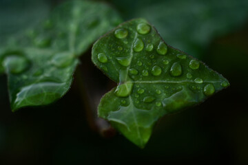雨上がりに水滴が撥水している緑の葉のアップ