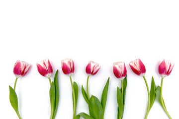 Pink tulips isolated on White Background With Copy Space For Spring or summer mock ups
