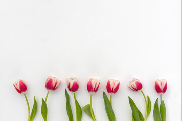 Row of Magenta / Pink Tulips for Spring themed Backgrounds with Copy Space, Botanical Background