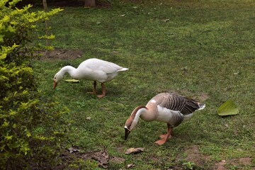 two ducks searching food in a park closeup