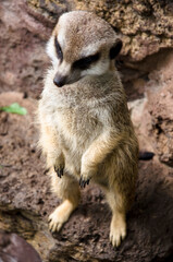 meerkat suricate Erdmännchen suricato