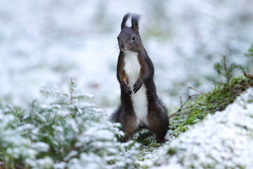 Eichhörnchen im Winter