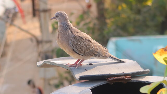 pigeon on the roof