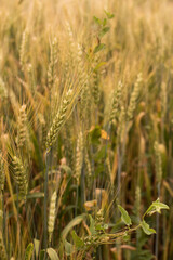 Ripe yellow ears of wheat close-up