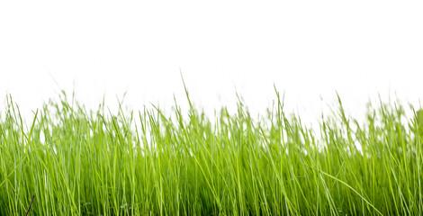 Fototapeta premium Green lawn, green meadow in front of isolated in studio.