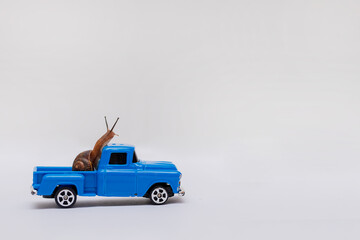 Snail on a blue car on a light background. Clam in a pickup truck, animal. Macro. Copy space.