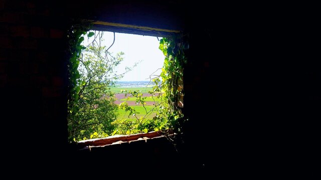A picture of the overgrown window overlooking the wilderness