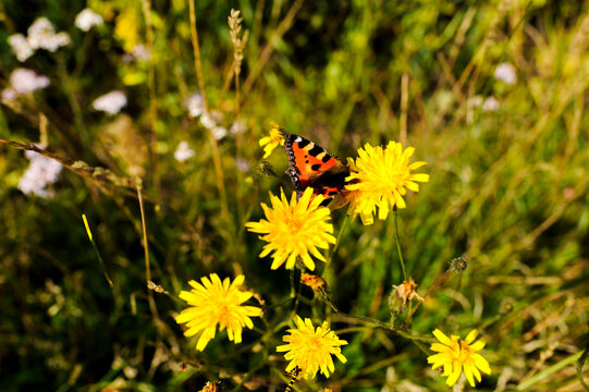 Butterfly visit the last flower for the year
