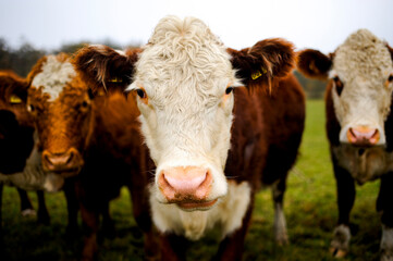 Cows stare into the camera