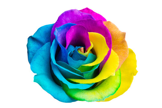 multicolored rose isolated