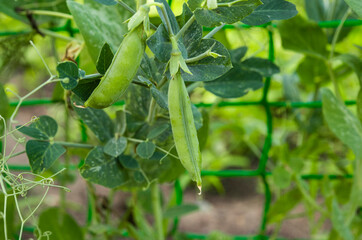 green peas growing on the farm