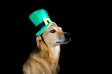 portrait of a mongrel dog with st patricks day hat