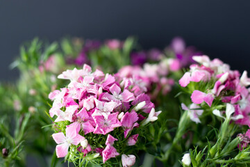 bunch of sweet lily (sweet william) flower, close-up, black background