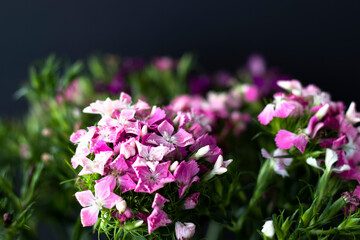 bunch of sweet lily (sweet william) flower, close-up, black background