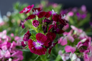 bunch of sweet lily (sweet william) flower, close-up, black background