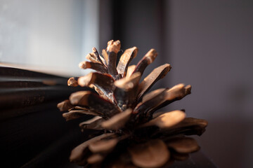 close up of a pine cone