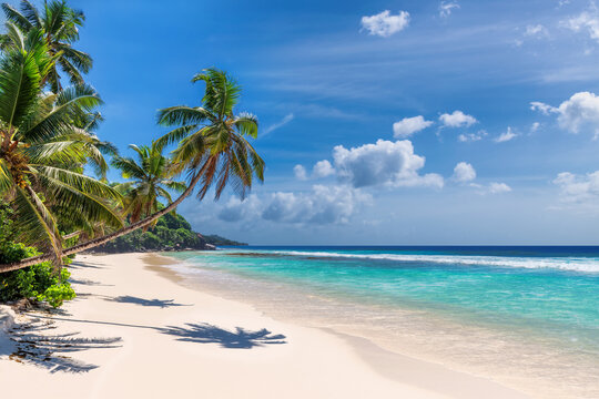 Tropical white sand beach with coconut palm trees and the turquoise sea on Caribbean island.
