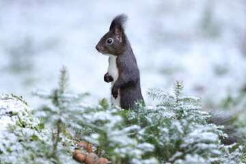 Eichhörnchen im Winter