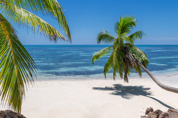 Paradise beach with white sand and coco palms. Summer vacation and tropical beach concept.	