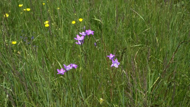 Wilde Wiese mit wenigen gelben und lila Wiesenblumen im hohen gr&uuml;nen Gras