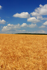 Golden ears of wheat in the field