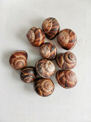 grape snails for food, top view