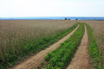 Fototapeta na wymiar A country dirt road in a field