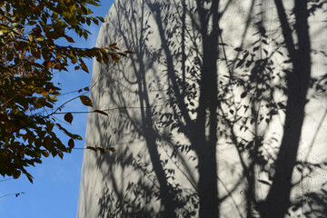 秋の晴れた日にビルの壁面に映る木々の影