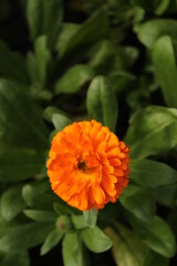 orange dahlia flower