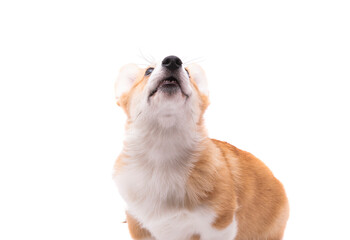 corgi puppy isolated