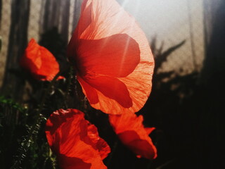 red poppy flower in the morning