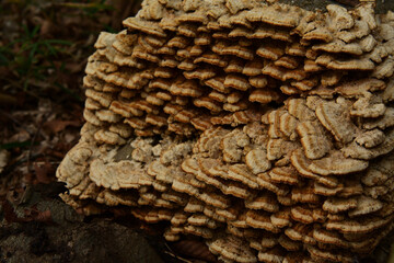 秋の森にひっそりと生えるいろいろなキノコ