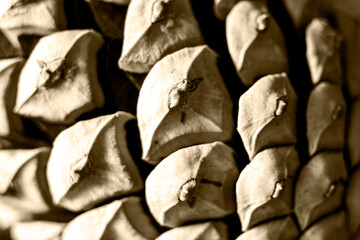 pine cone texture close-up macro photo.