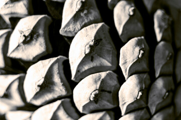 pine cone texture close-up macro photo.