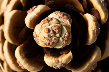 pine cone texture close-up macro photo.