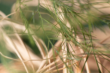 coniferous pine tree, macro photo. natural background. 